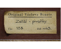 Zátiší - pivoňky